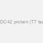 CDC42 protein (T7 tag)